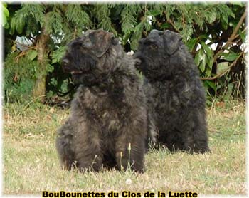 bouvier des flandres photo chiot - Elevage Clos Luette - COPYRIGHT DEPOSE